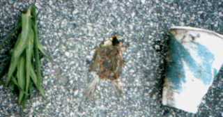 Unknown species