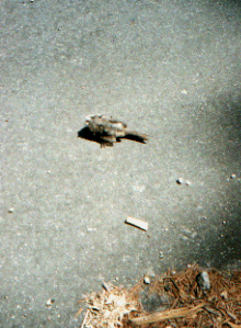 Unknown species