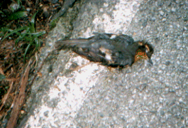 Unknown species