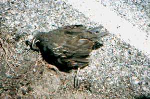 Unknown species