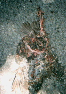 Unknown species