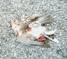 Unknown species