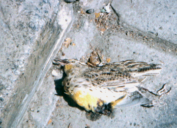 Unknown species