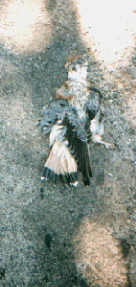 Unknown species