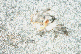 Unknown species