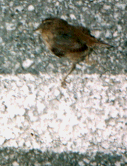 Unknown species
