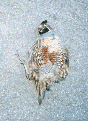 Unknown species