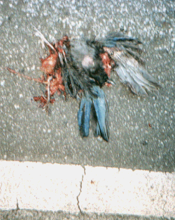 Unknown species
