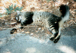 Cat