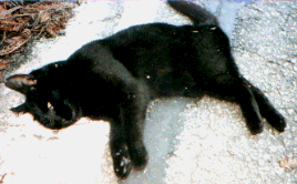 Cat