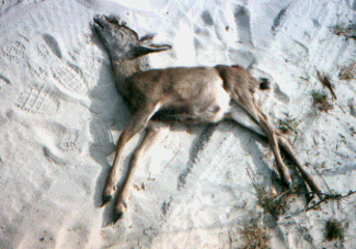 Deer