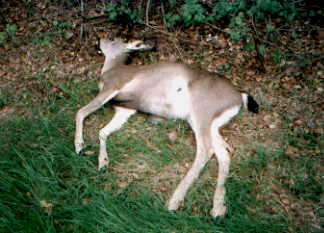 Deer