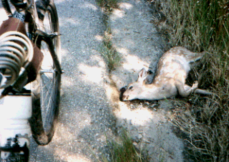 Deer
