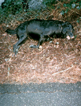 Dog