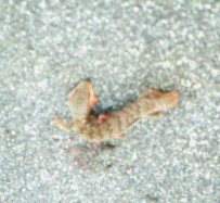 Lizard
