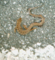 Lizard