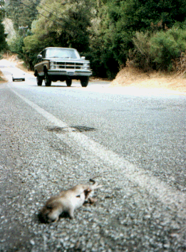 Mammal
