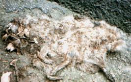 Mammal