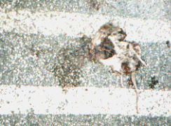 Mammal