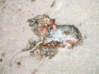 Mammal