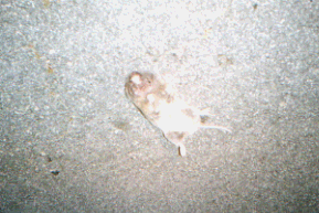 Mammal