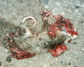 Oppossum