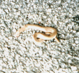 Salamander