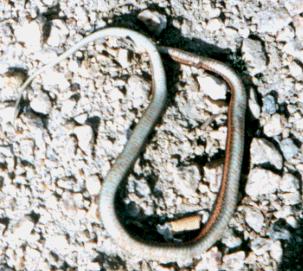 Snake