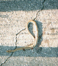 Snake