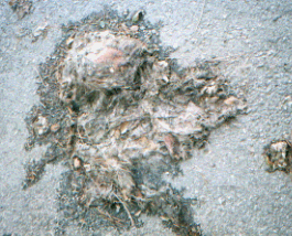 Unidentifiable Animal