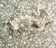 Unidentifiable Animal